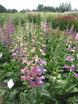 Picture of Digitalis Purpurea (Foxglove) - Foxy